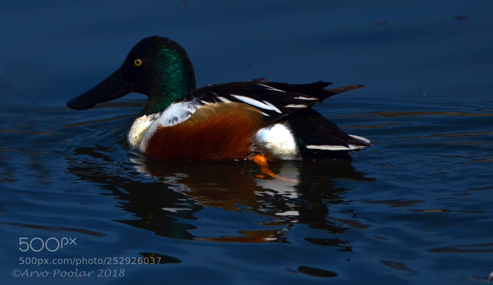 Nikon D7000 sample photo. Northern shoveller photography