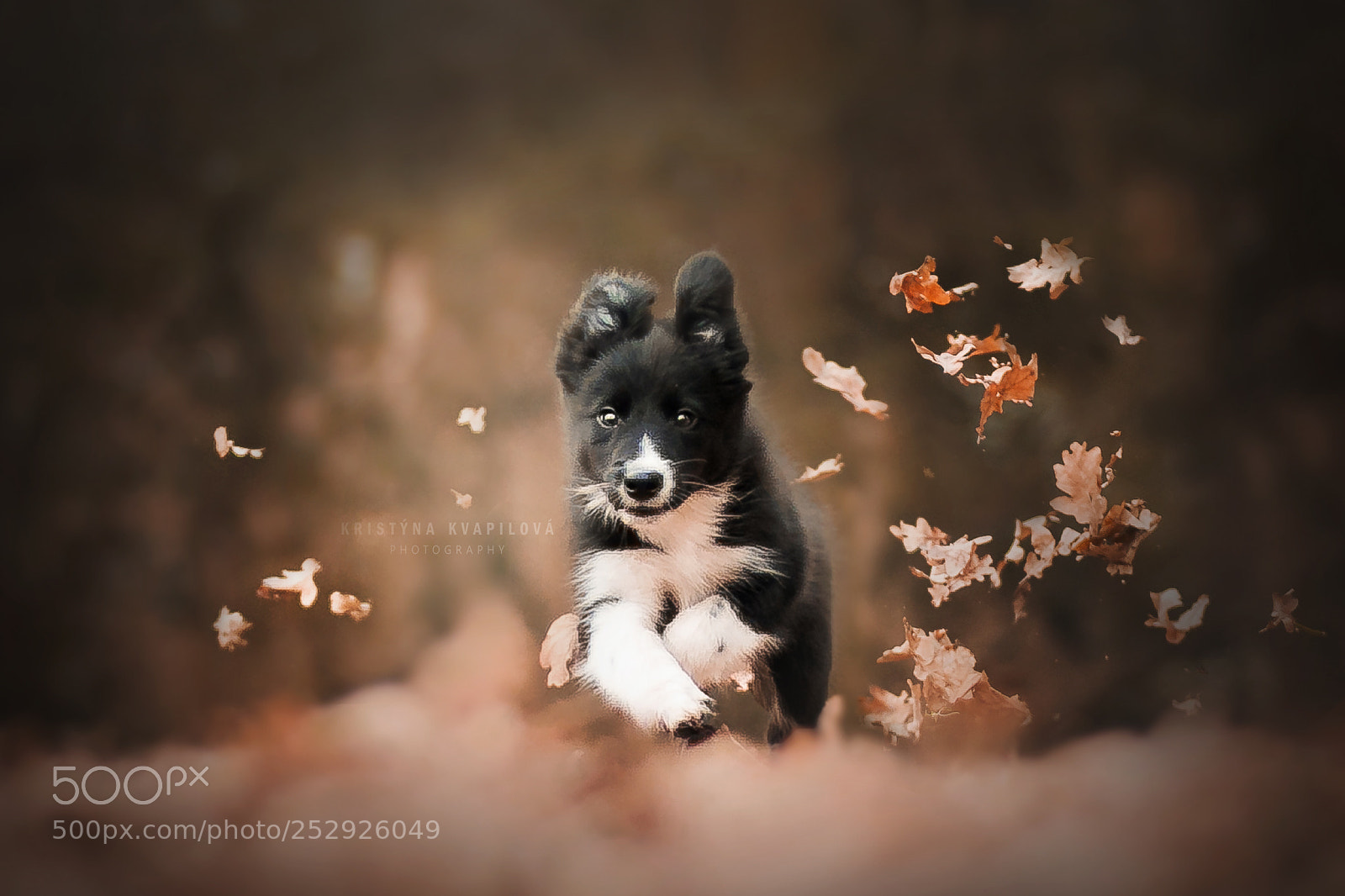 Canon EOS 5D Mark IV sample photo. Run, puppy run photography