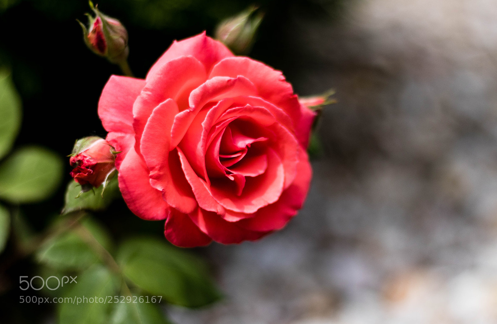Canon EOS 80D sample photo. Untitled photography