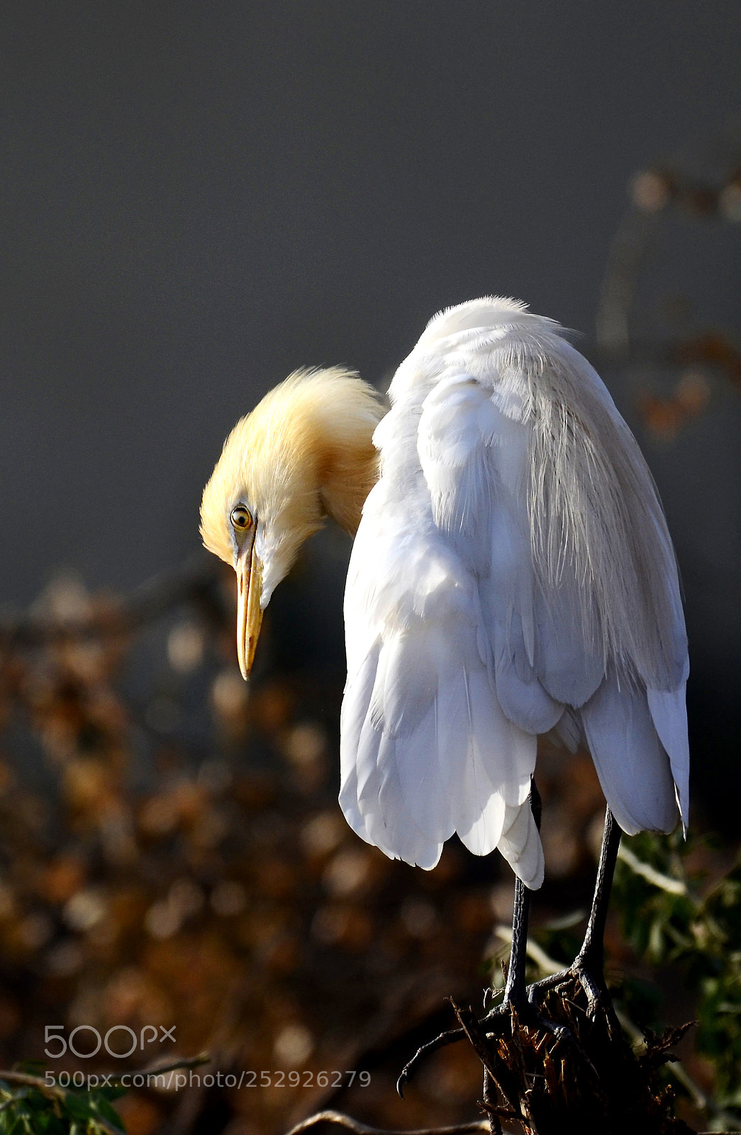 Nikon D5100 sample photo. Back photography