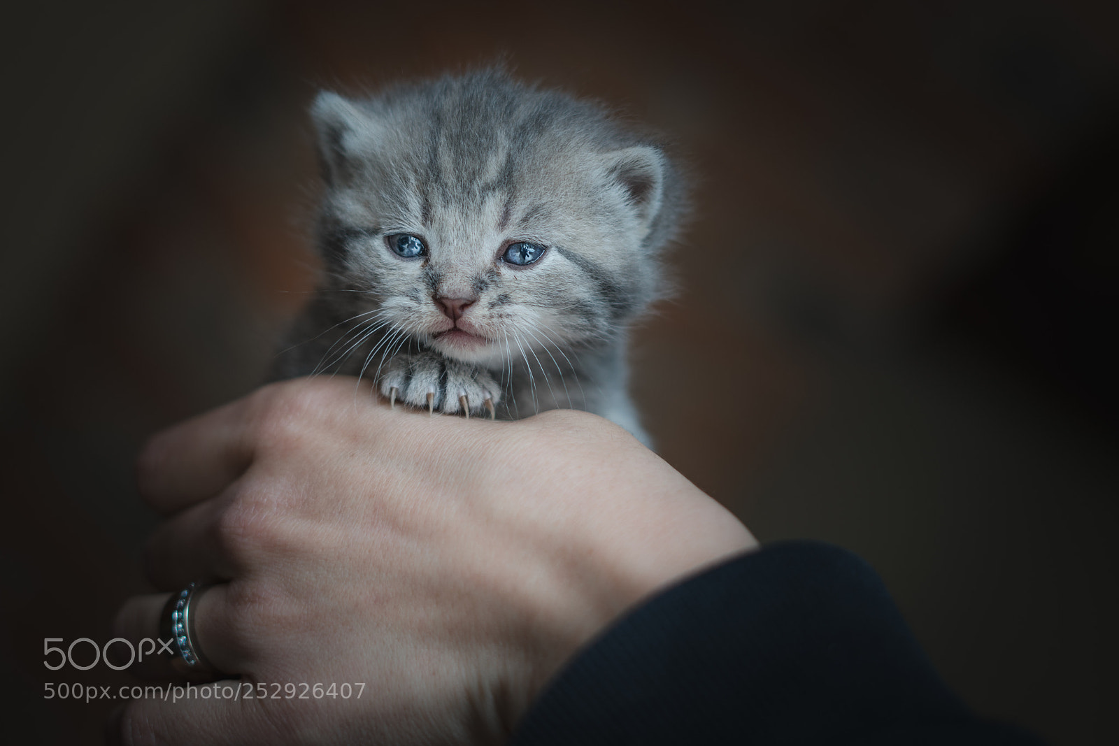 Sony a7R II sample photo. Fragile photography