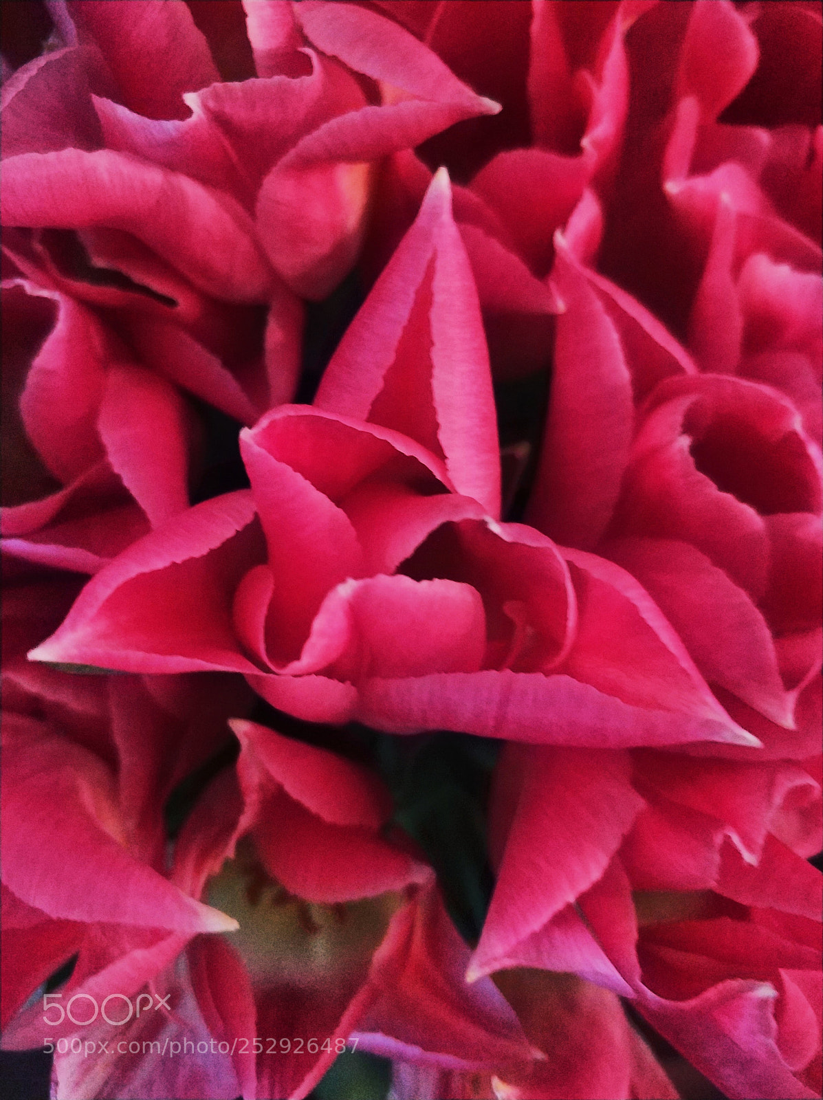 Xiaomi MI6 sample photo. Tulip photography