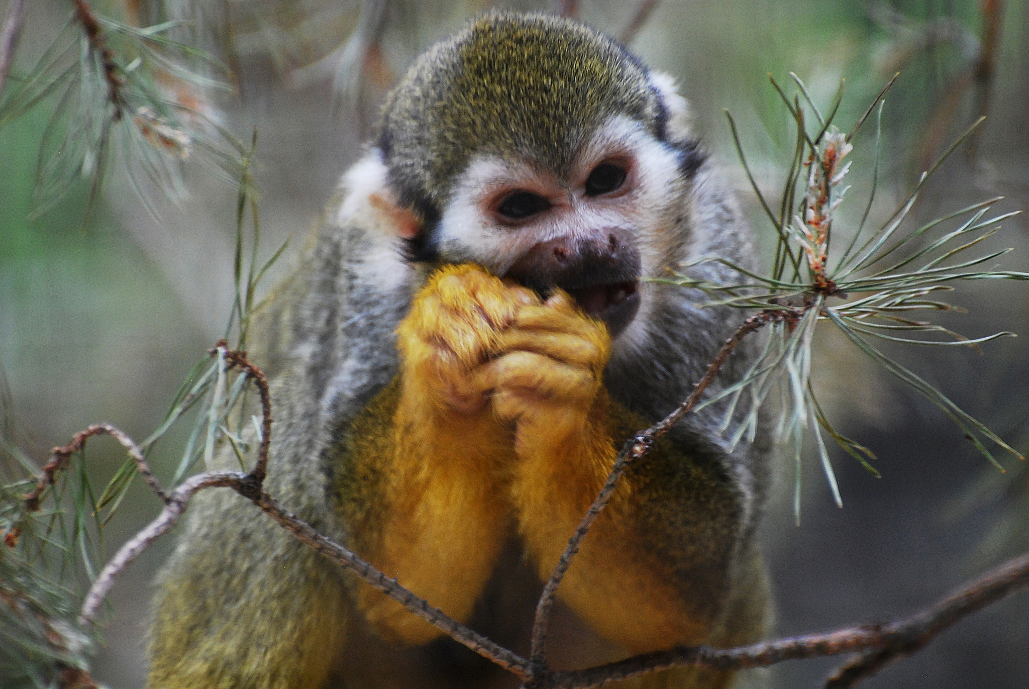 Nikon D40X sample photo. Common squirrel monkey photography