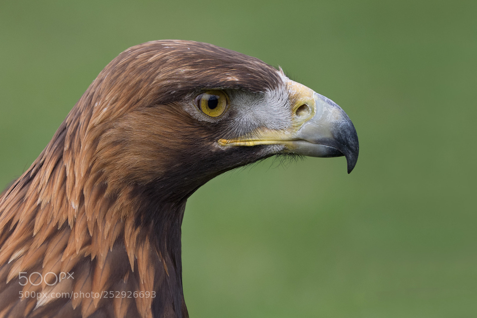 Olympus OM-D E-M1 sample photo. Steinadler - golden eagle photography