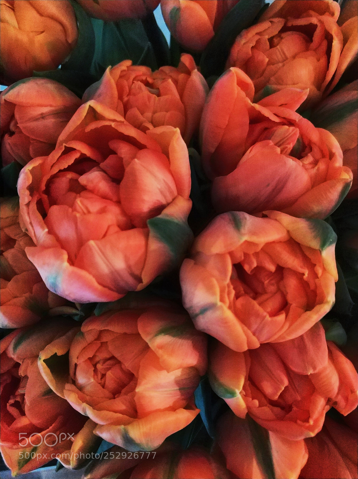 Xiaomi MI6 sample photo. Orange tulip photography