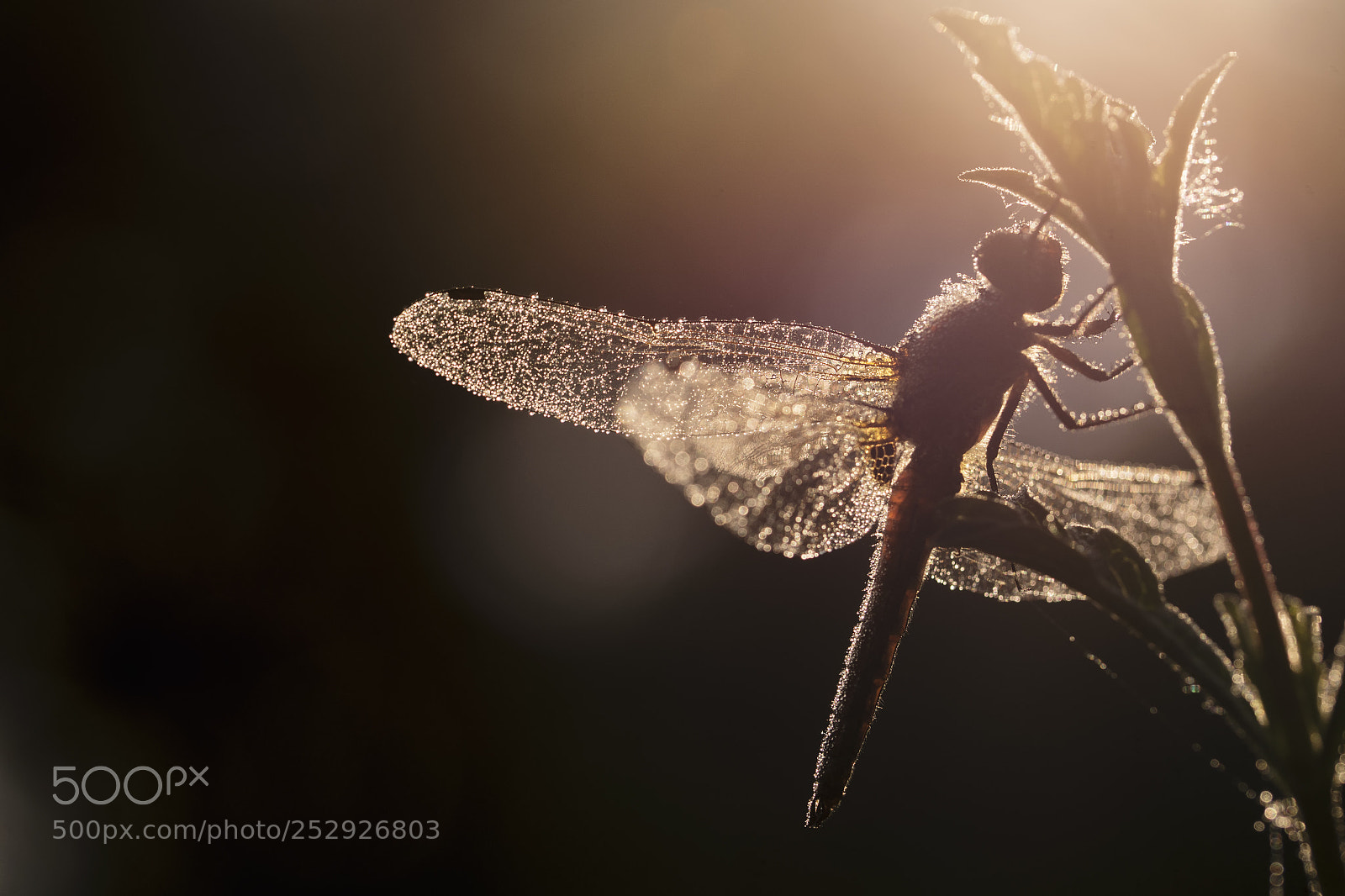Nikon D610 sample photo. Untitled photography
