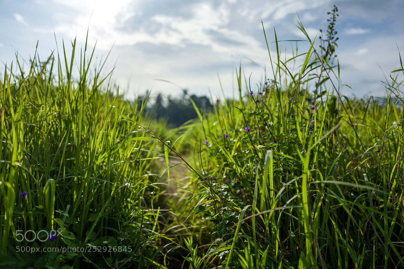 Leica Q (Typ 116) sample photo. The campuhan ridge walk photography