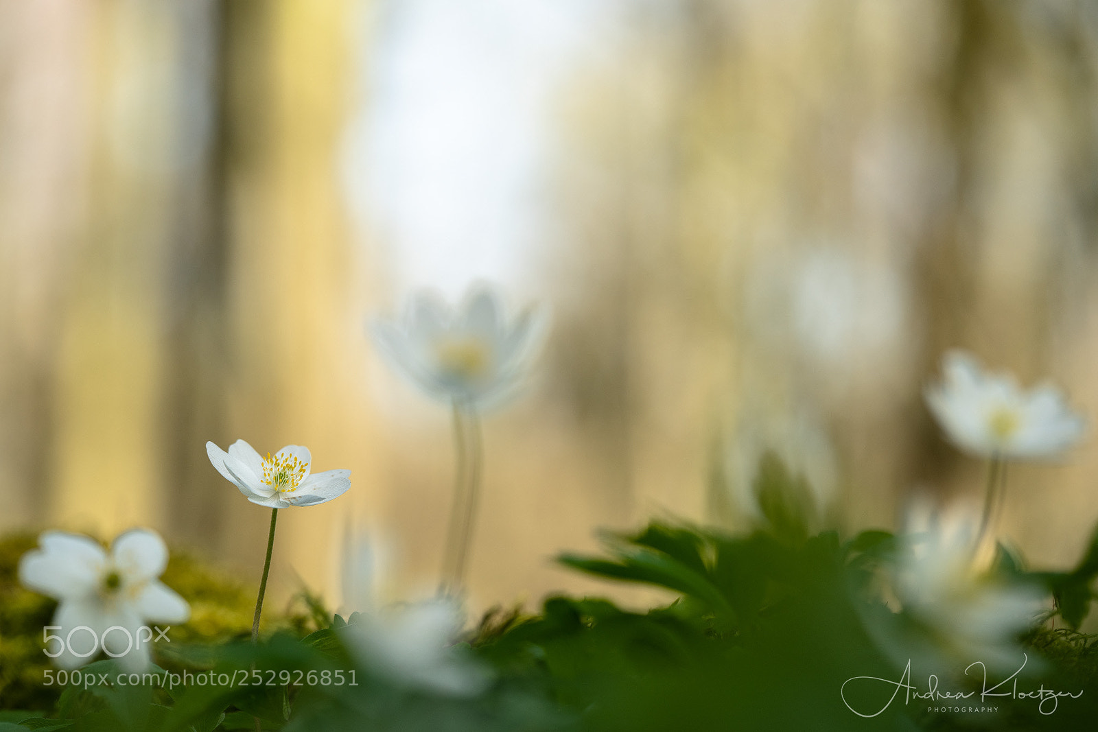 Sony a7R III sample photo. Wood anemone photography