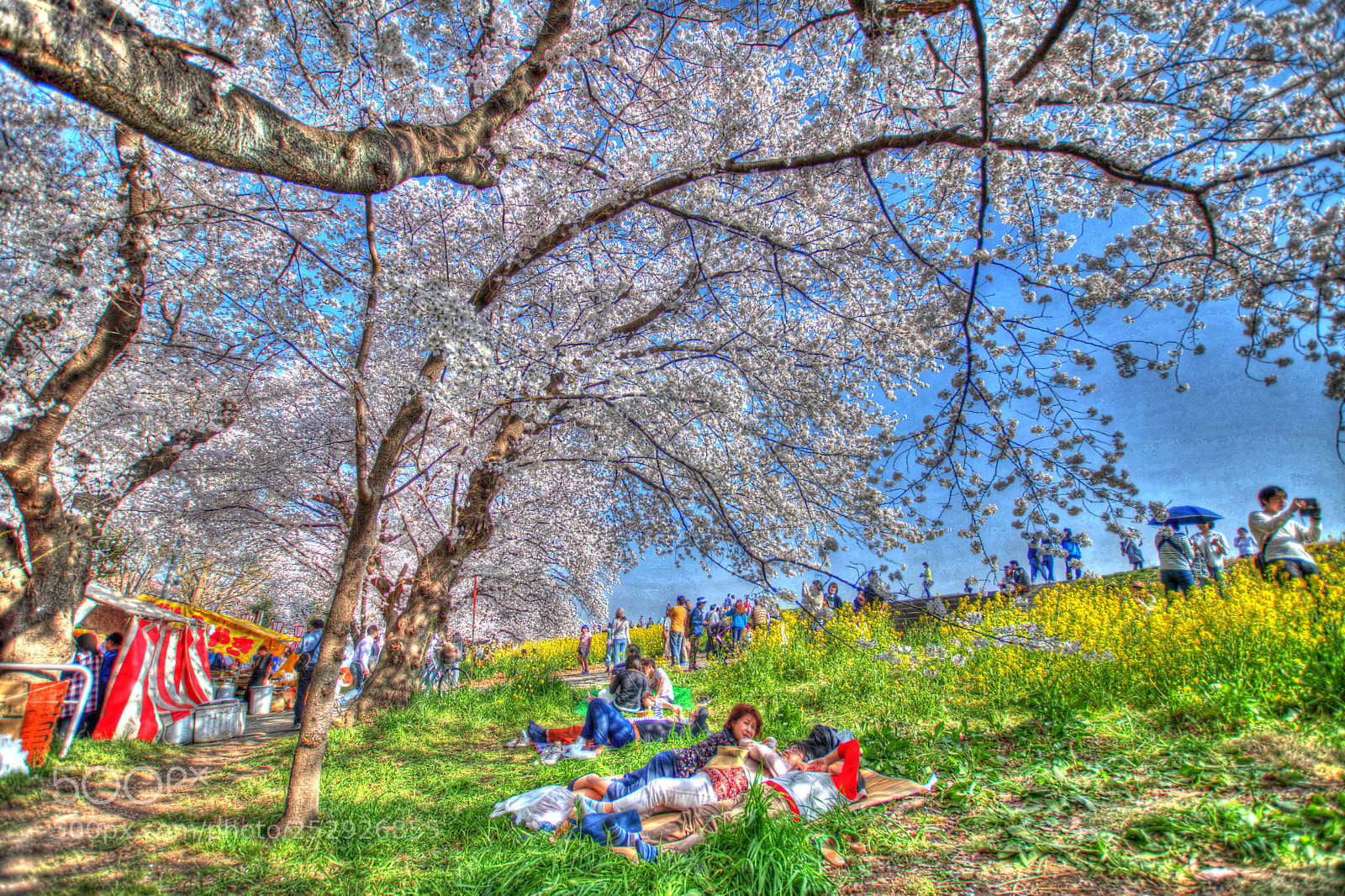 Nikon D7500 sample photo. Cherry blossom photography