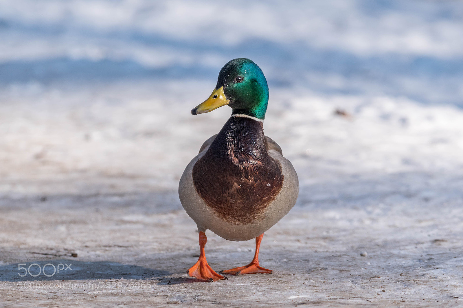 Nikon D5600 sample photo. Mallard photography