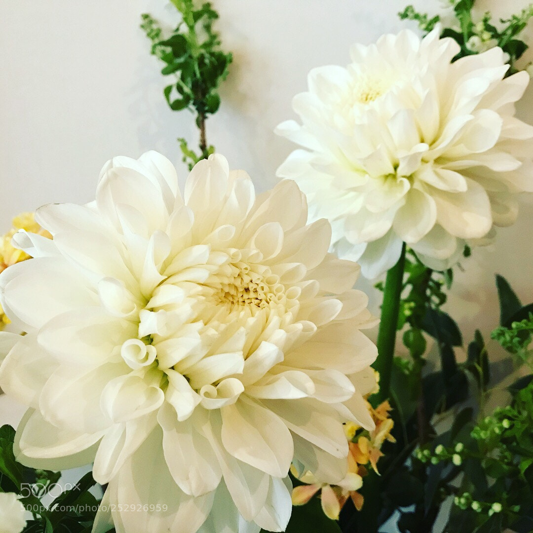 Apple iPhone 7 sample photo. Dahlia photography