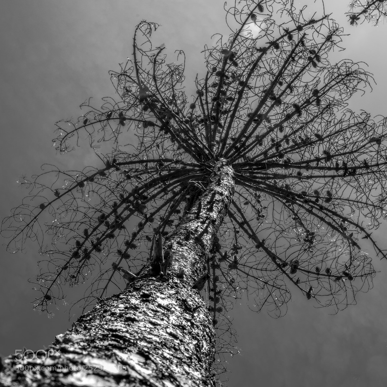 Pentax K-3 II sample photo. Dry out pine photography