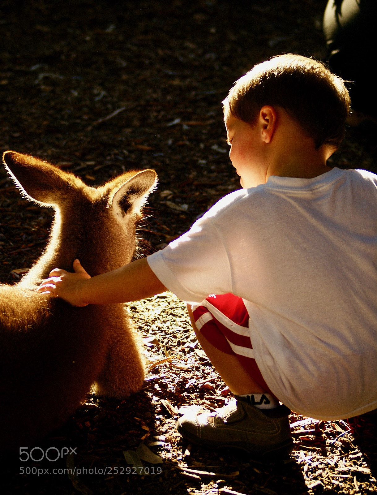 Sony Alpha DSLR-A100 sample photo. Kangaroo photography