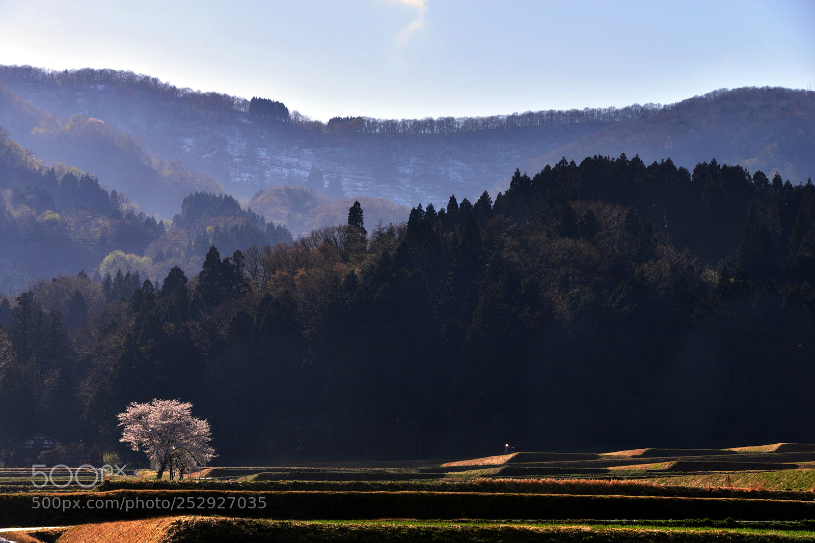 Nikon D610 sample photo. Early spring photography