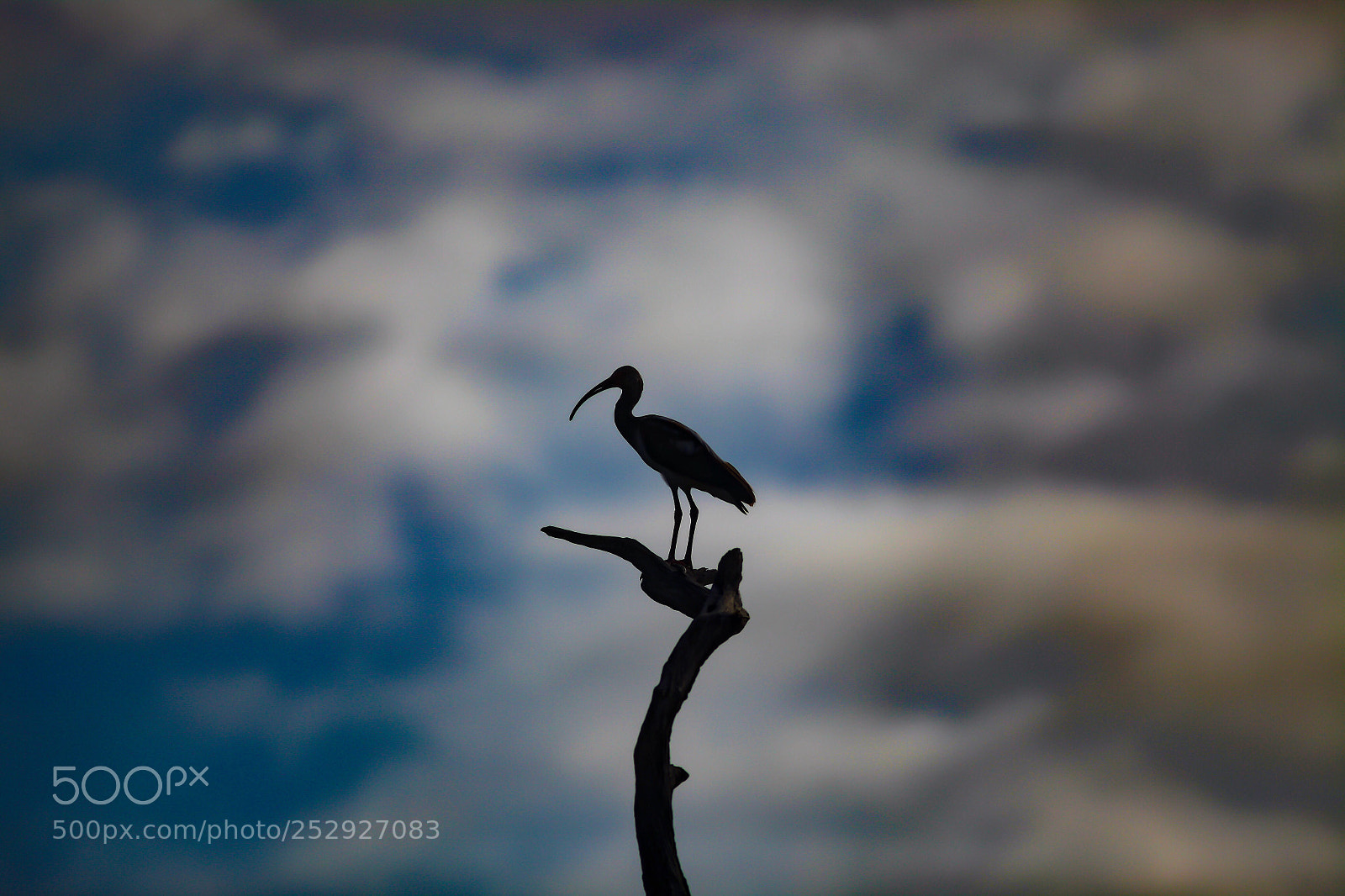 Canon EOS 5D Mark II sample photo. Shadow ibis photography