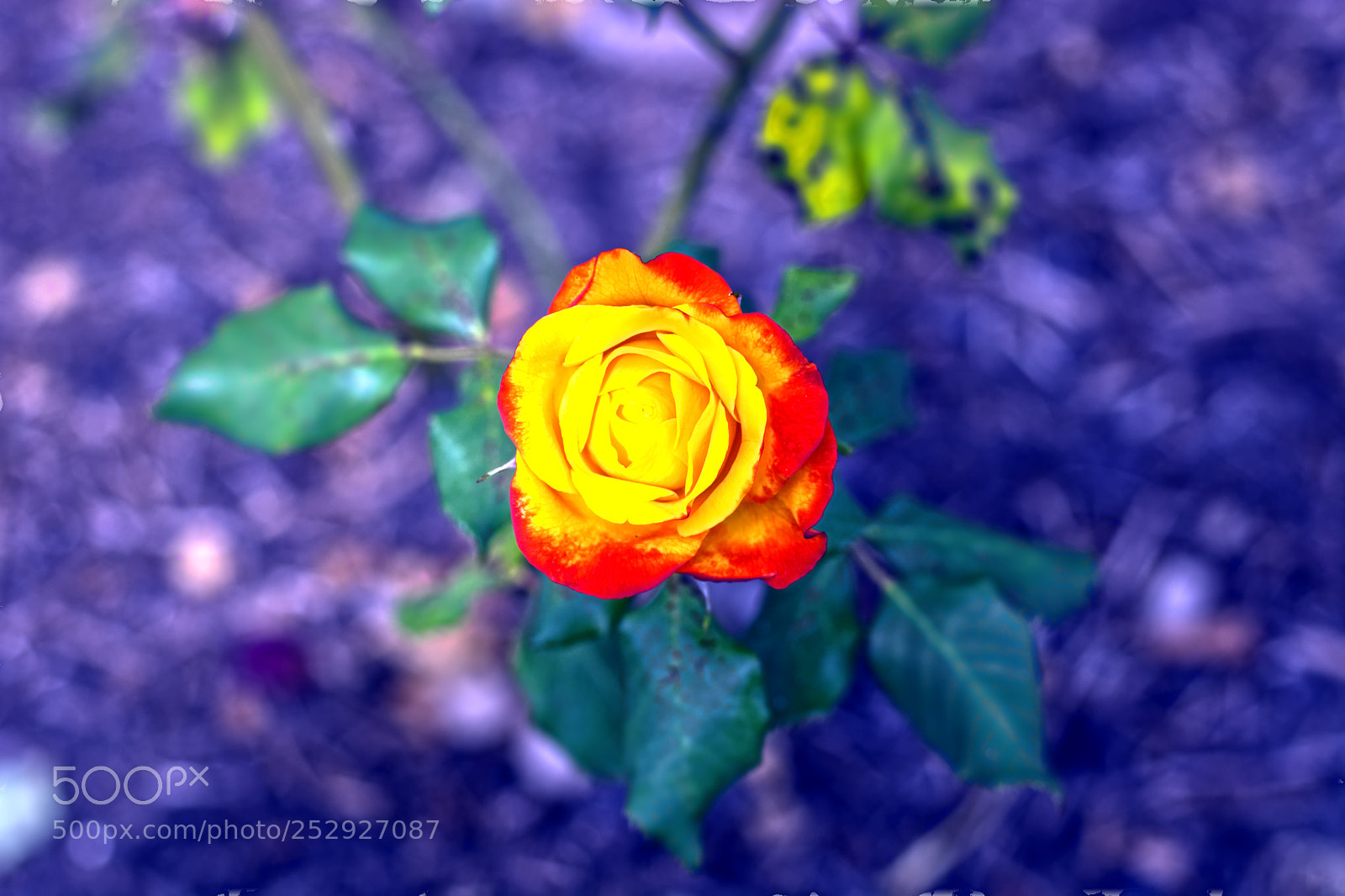 Nikon D7100 sample photo. Rose photography