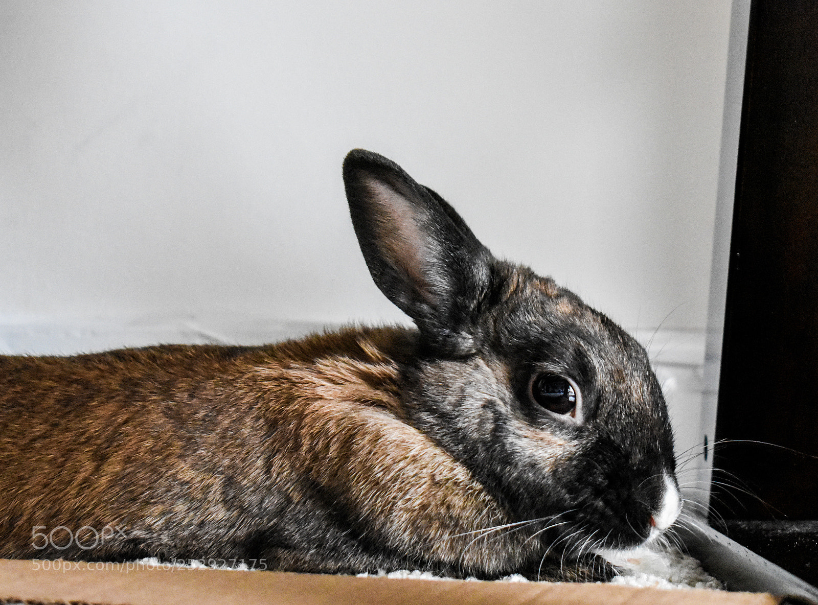 Nikon D3400 sample photo. Netherlands dwarf rabbit photography