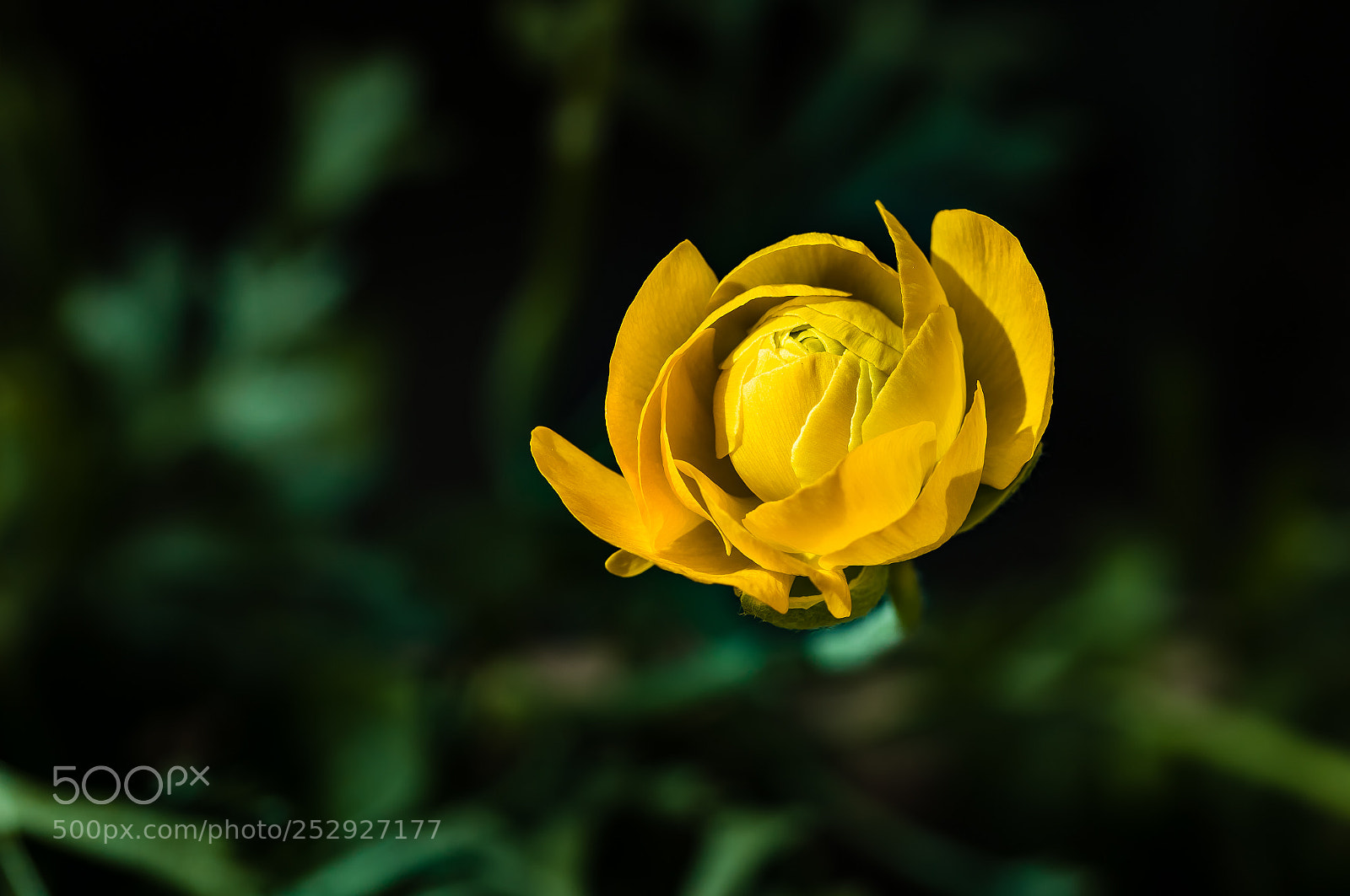 Canon EOS 7D Mark II sample photo. In the garden photography