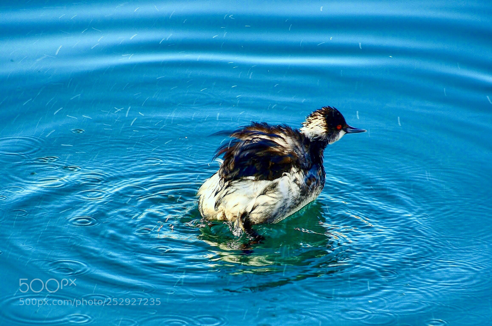Nikon D7000 sample photo. Little duck photography