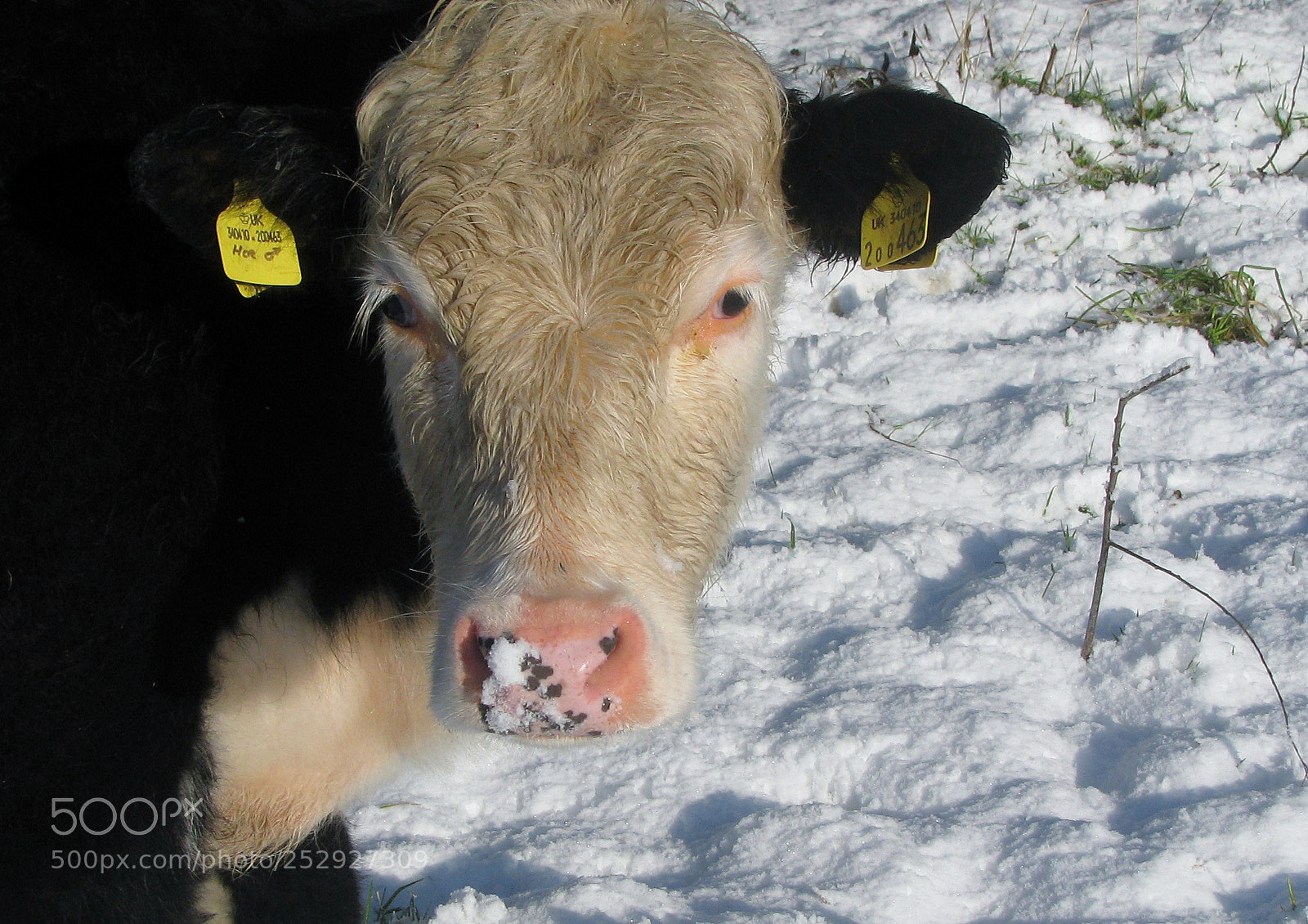 Canon POWERSHOT S5 IS sample photo. Cow 1 photography