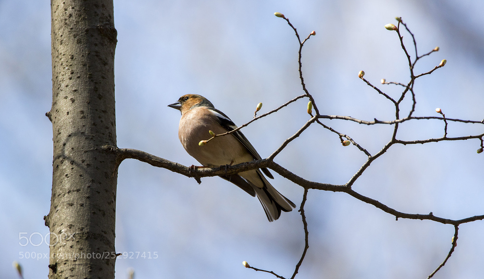 Canon EOS 7D Mark II sample photo. Finch photography