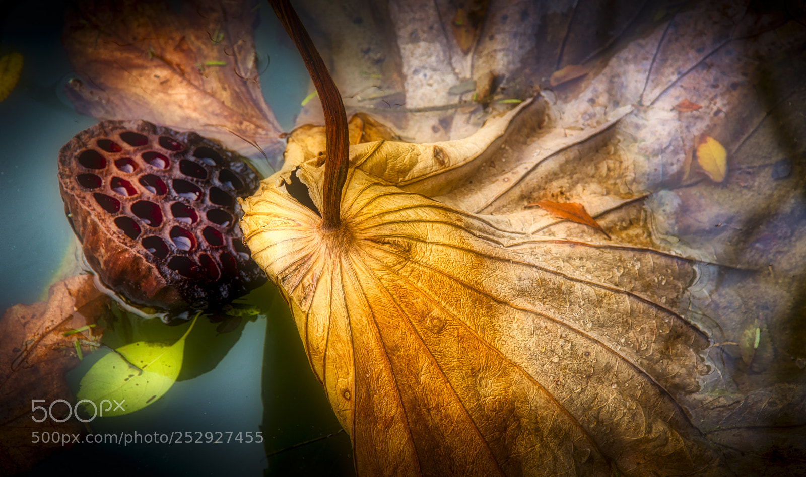 Nikon D7100 sample photo. 0395-lotus photography