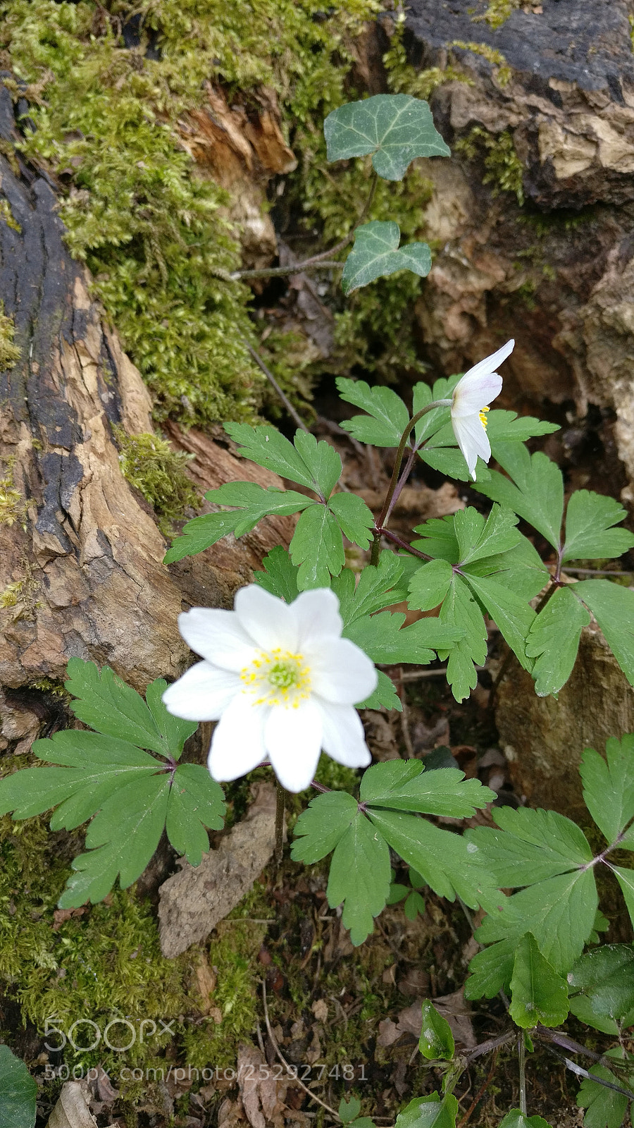 OnePlus A3003 sample photo. Untitled photography