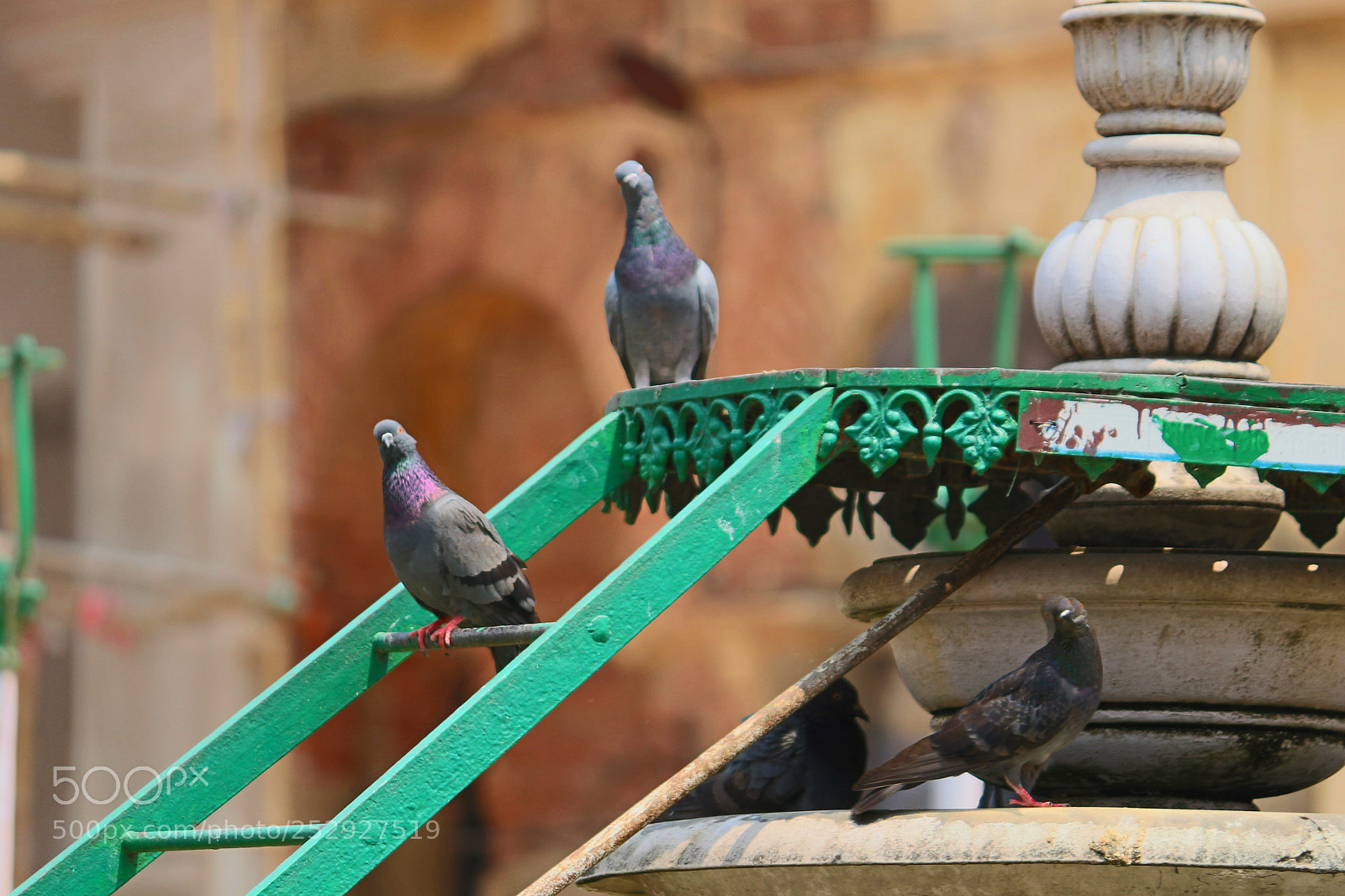 Canon EOS 700D (EOS Rebel T5i / EOS Kiss X7i) sample photo. Pigeons photography