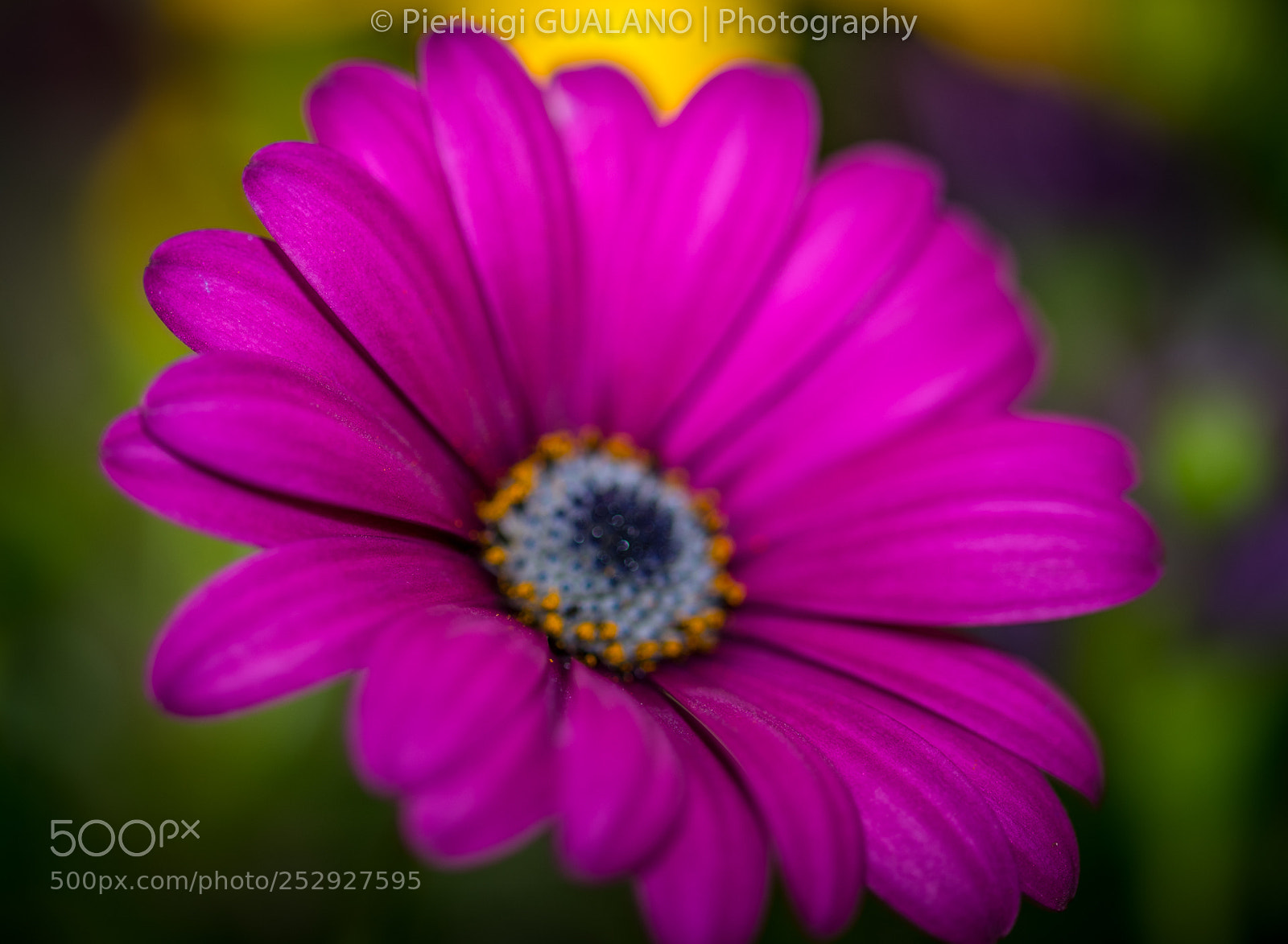 Nikon D850 sample photo. Flower photography