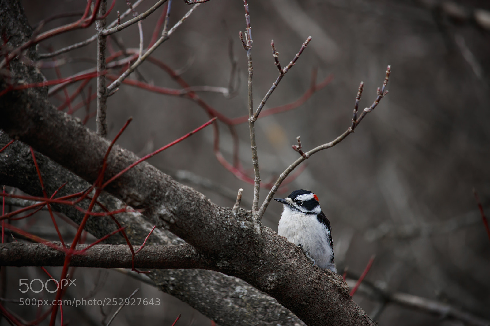 Canon EOS 750D (EOS Rebel T6i / EOS Kiss X8i) sample photo. Downy woodpecker photography