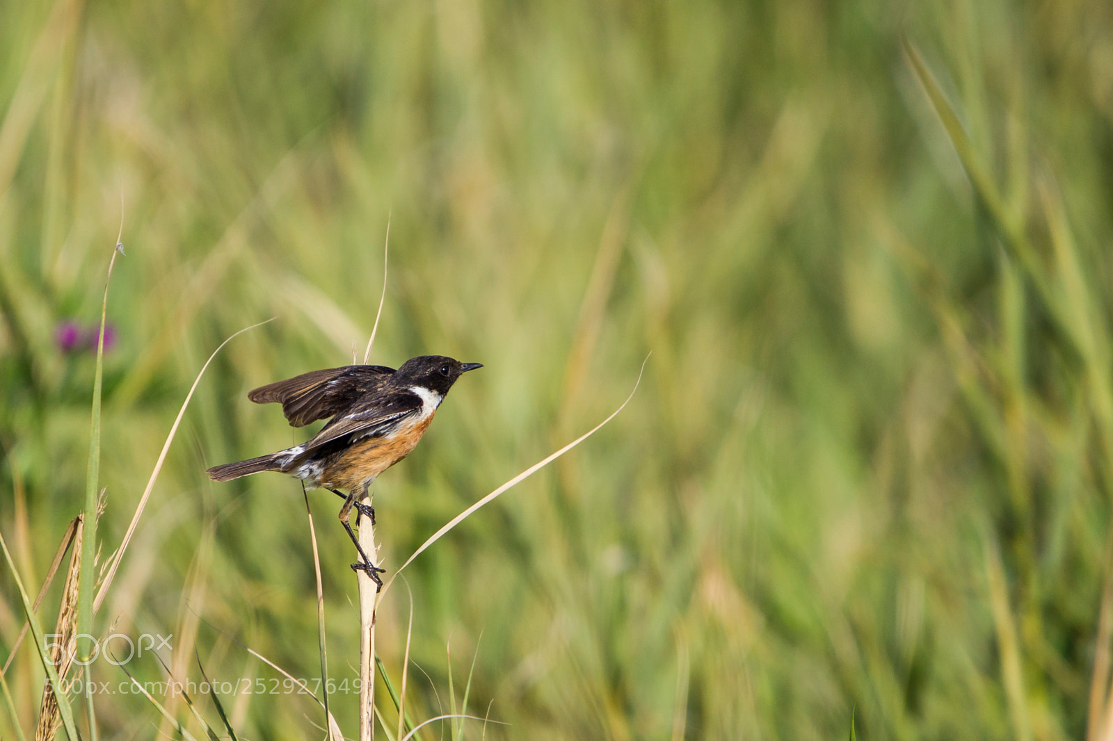 Canon EOS-1D Mark IV sample photo. Ready to fly photography