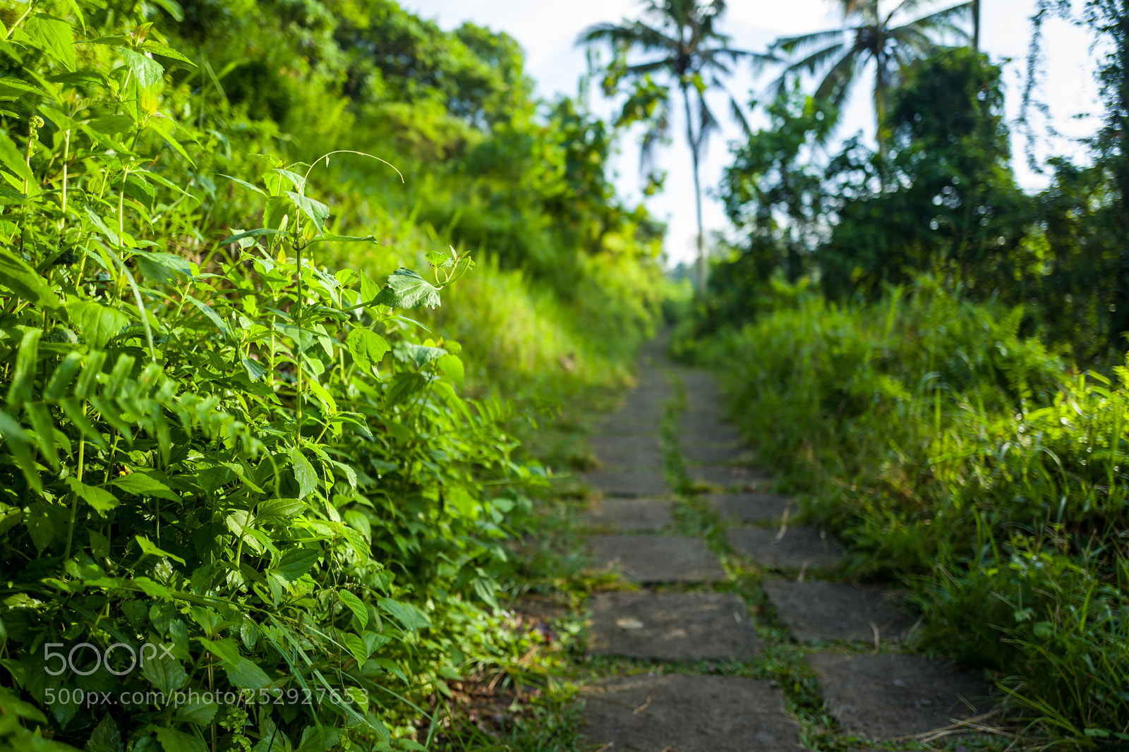 Leica Q (Typ 116) sample photo. The campuhan ridge walk photography