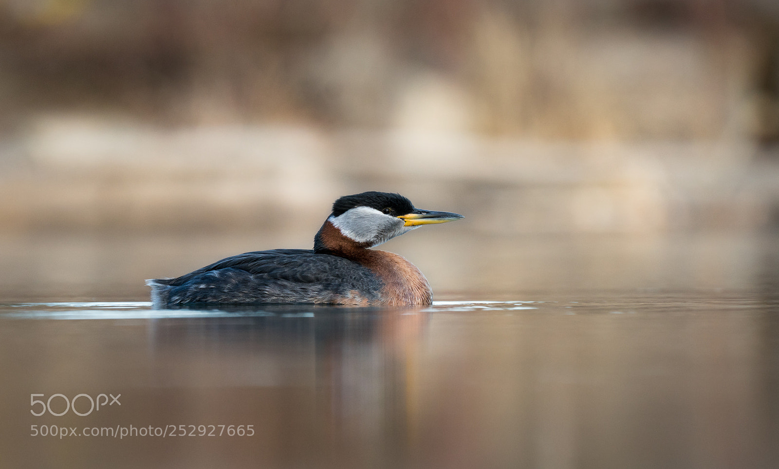 Sony a7R II sample photo. Grebe taking a nap photography