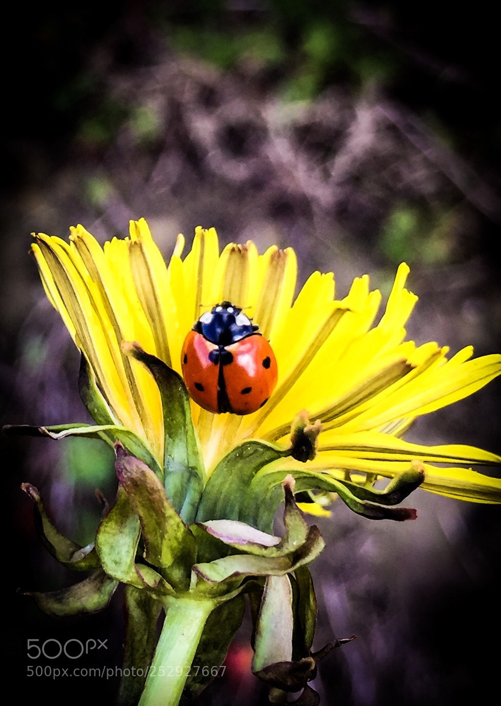 Apple iPhone 6 sample photo. Cococinelle photography