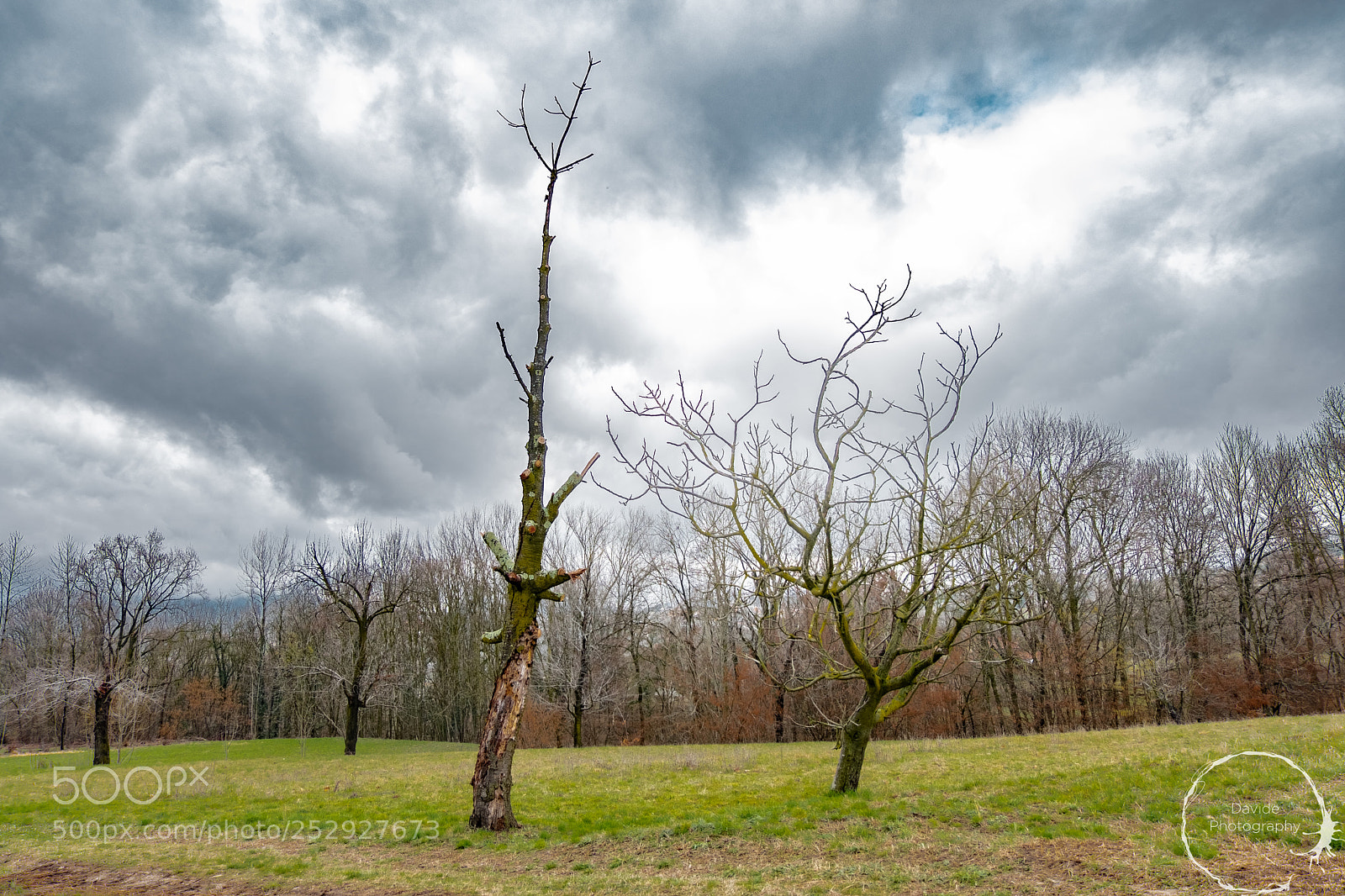 Fujifilm X-T20 sample photo. Two trees photography