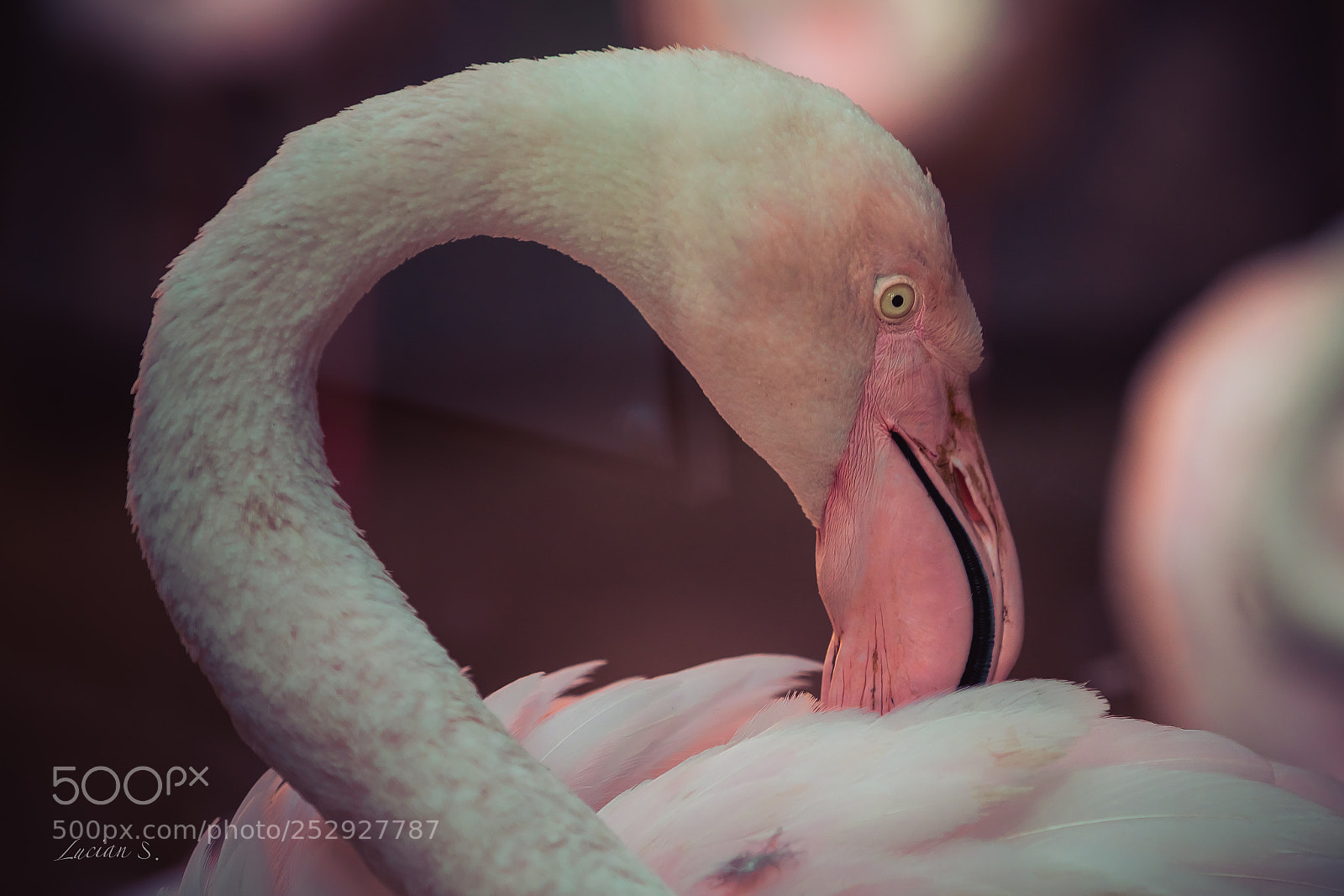 Canon EOS 5D Mark IV sample photo. Flamingo photography
