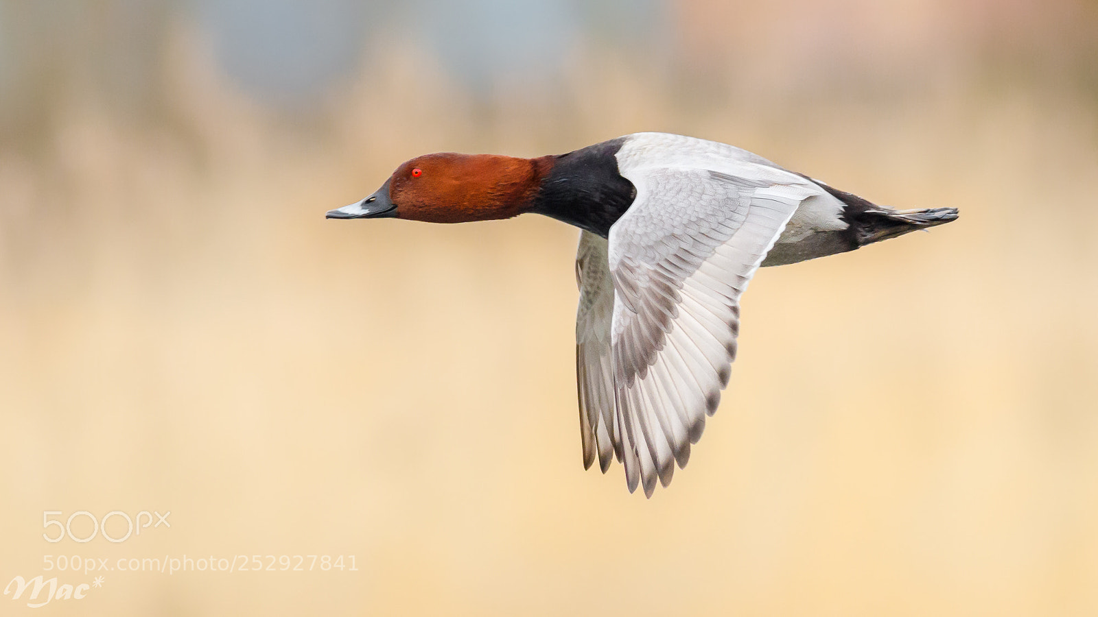 Canon EOS 7D Mark II sample photo. Common pochard-tafeleend photography