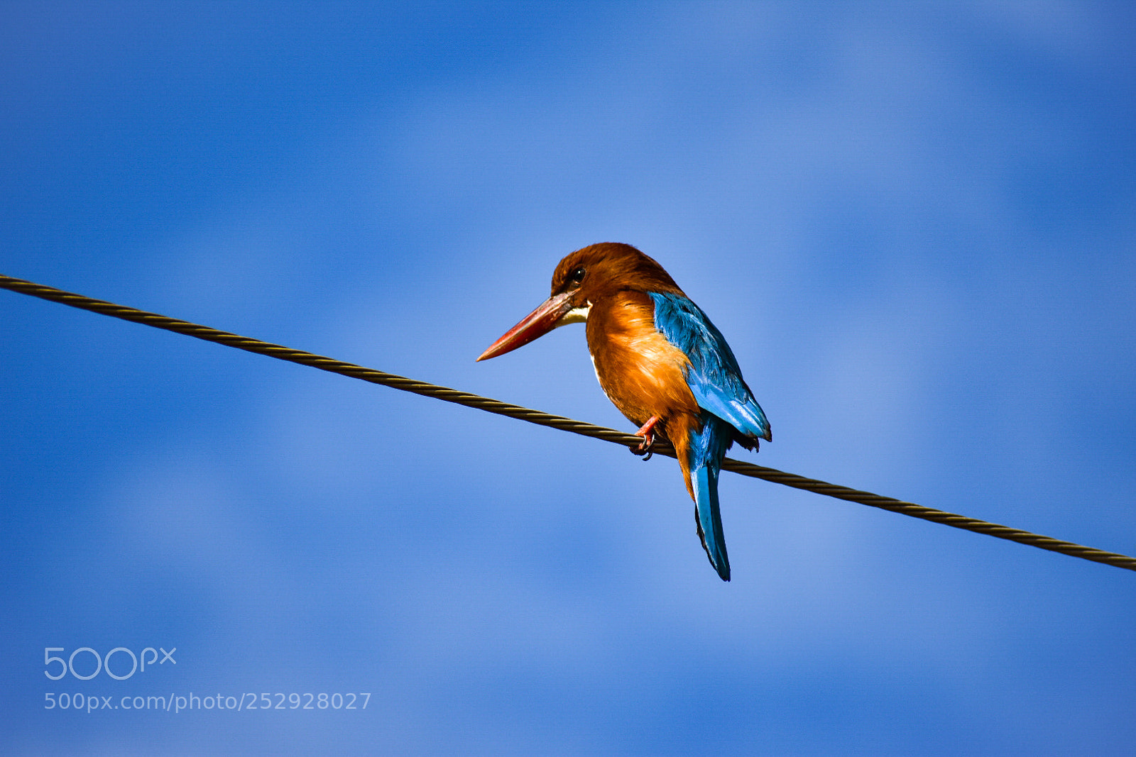 Nikon D3400 sample photo. White throated kingfisher photography