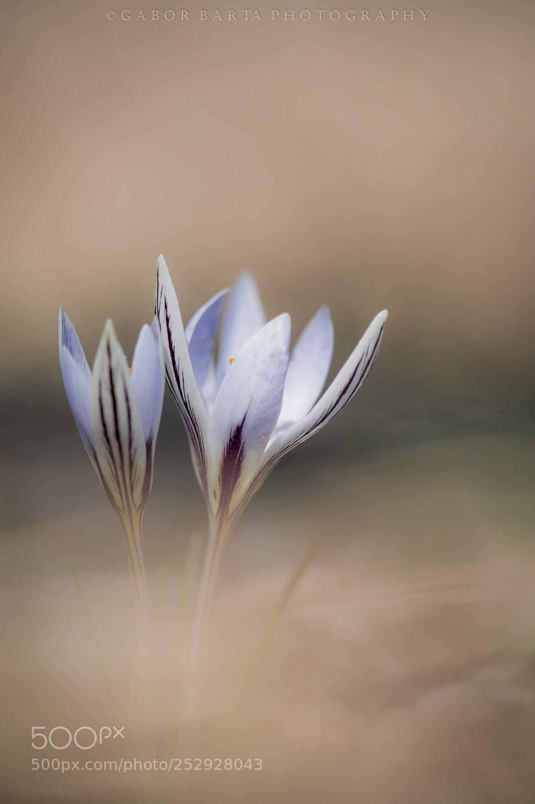 Nikon D500 sample photo. Breath of spring photography