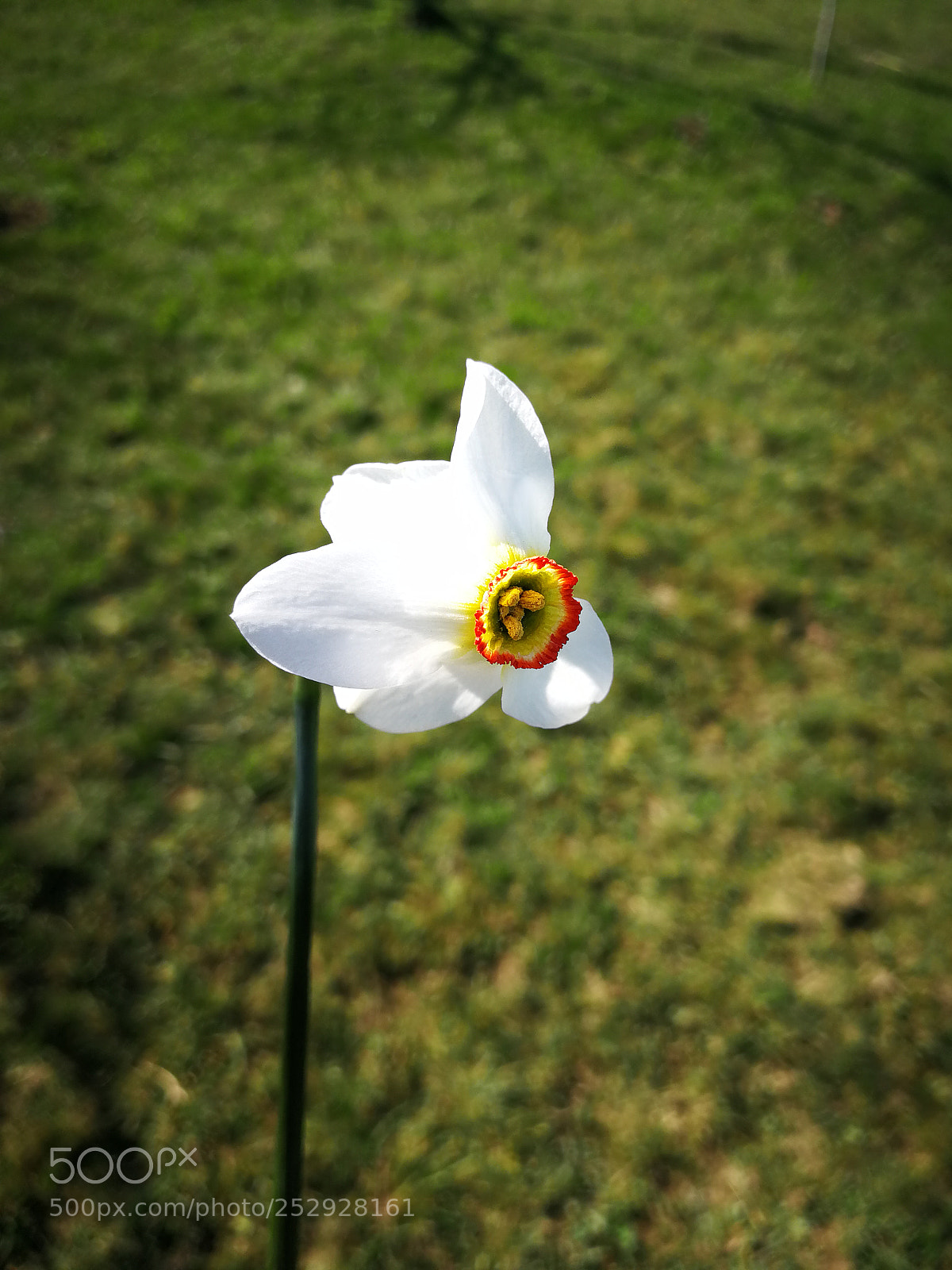 HUAWEI P10 sample photo. Narcissus photography