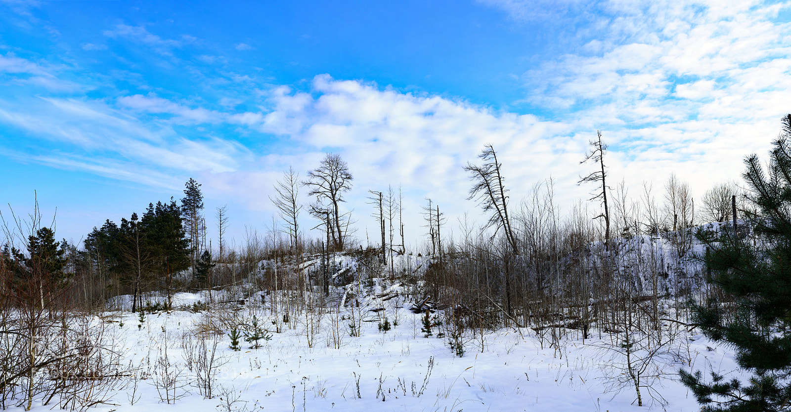 Sony a7R II sample photo. Winter. photography