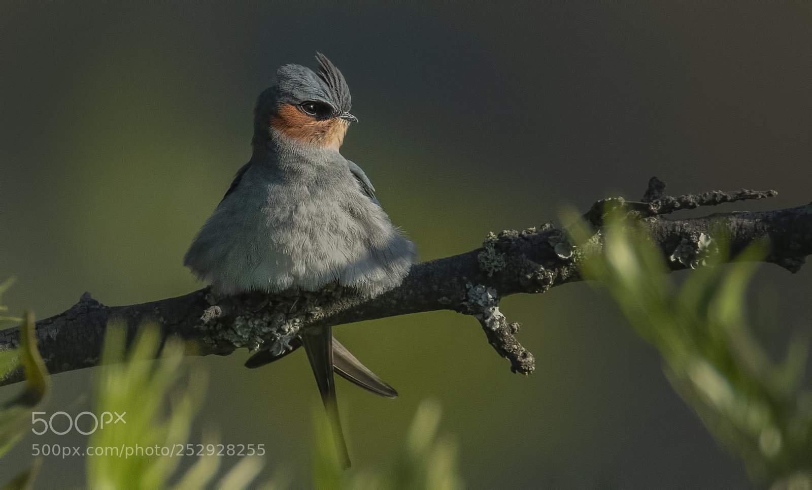 Nikon D850 sample photo. Crested treeswift photography