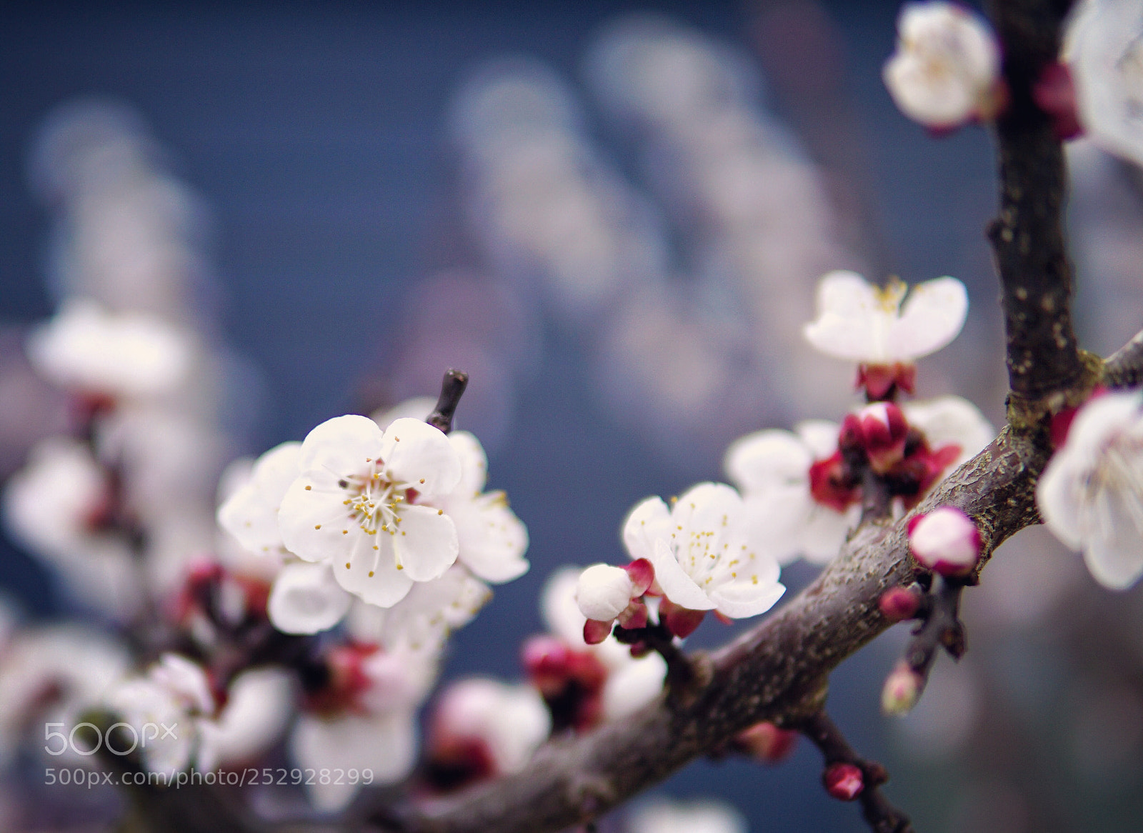 Sony a6000 sample photo. Untitled photography