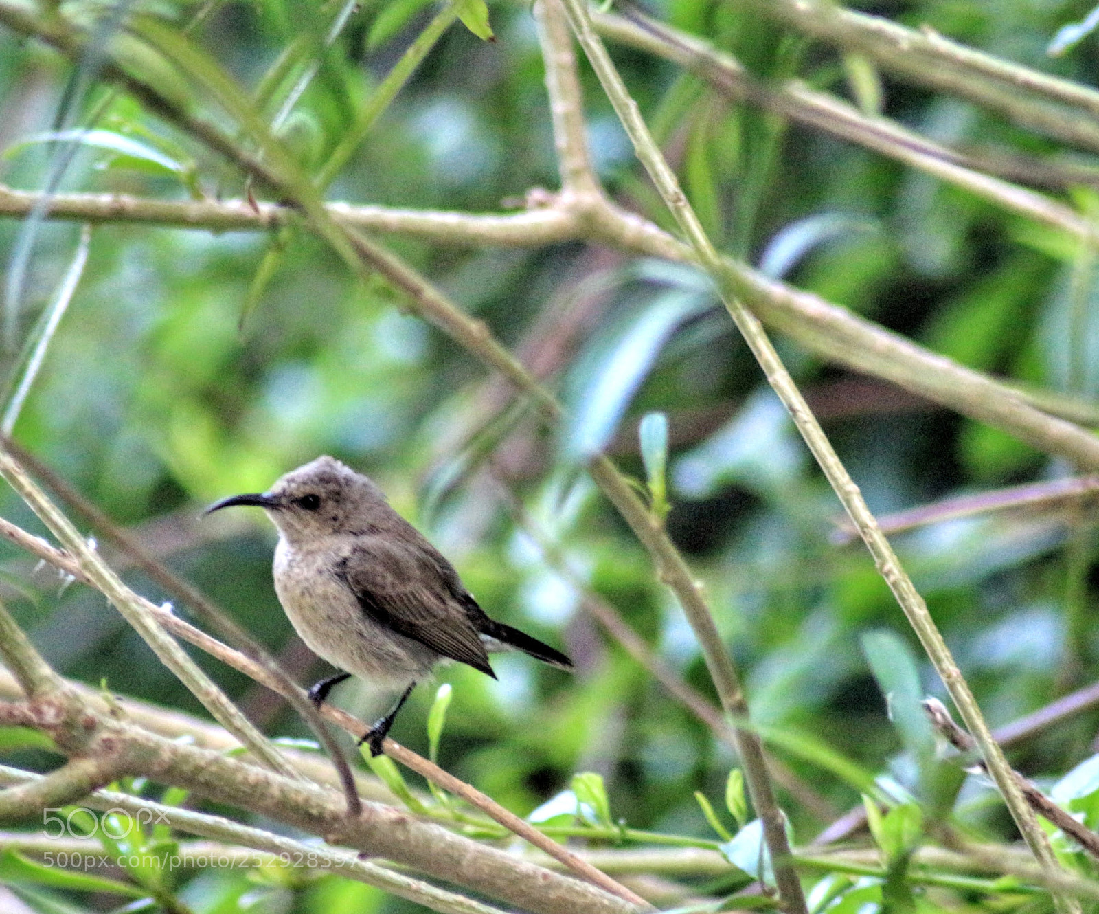 Canon EOS 700D (EOS Rebel T5i / EOS Kiss X7i) sample photo. Humming bird photography