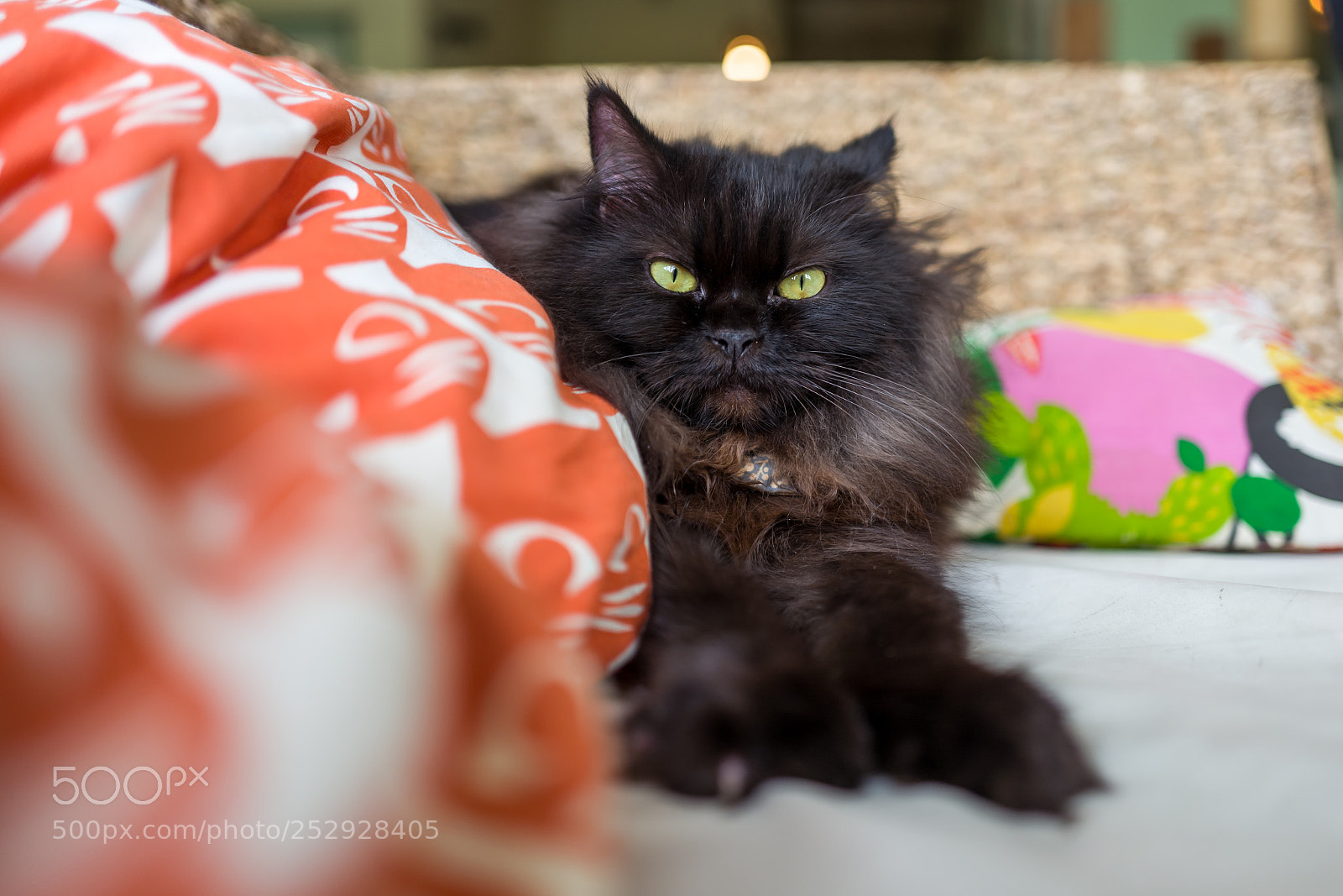 Leica Q (Typ 116) sample photo. Cat in cat cafe photography