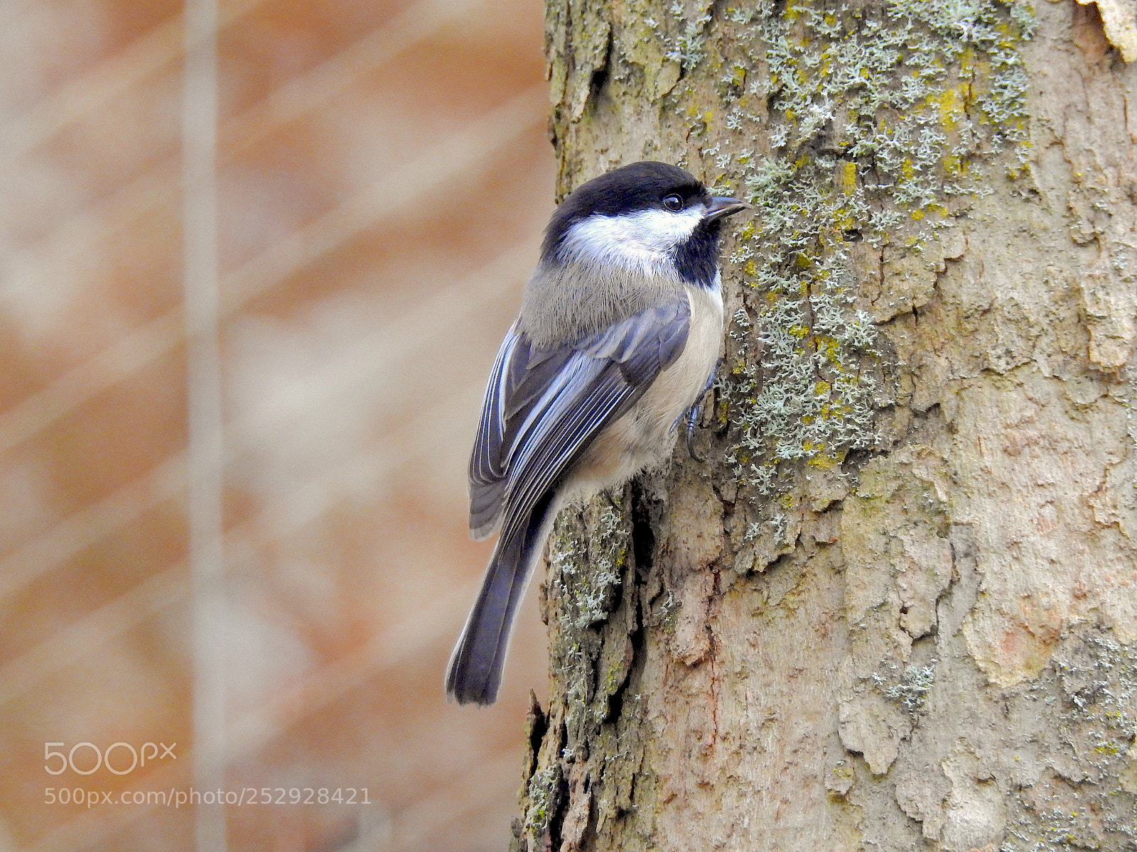 Nikon Coolpix P900 sample photo. Black-capped chickadee photography