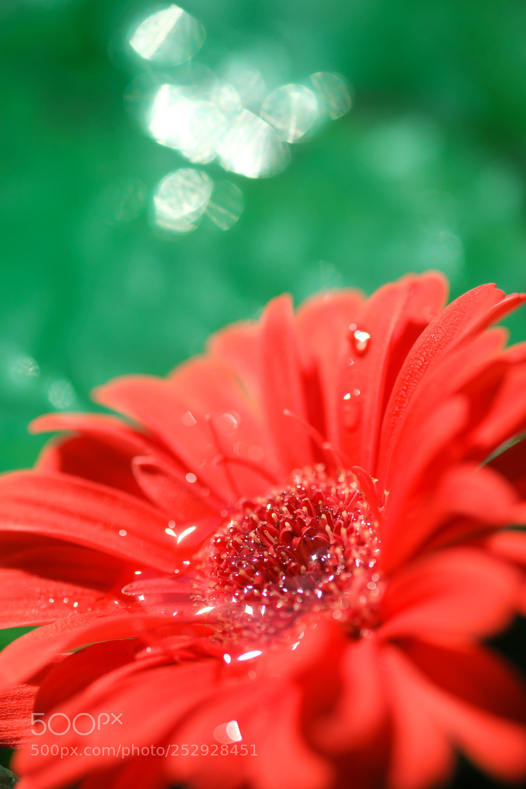 Fujifilm X-T2 sample photo. Red & green photography
