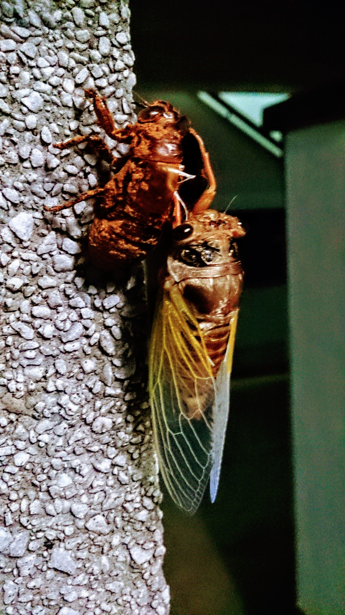 Sony Xperia Z sample photo. 彩蟬 photography