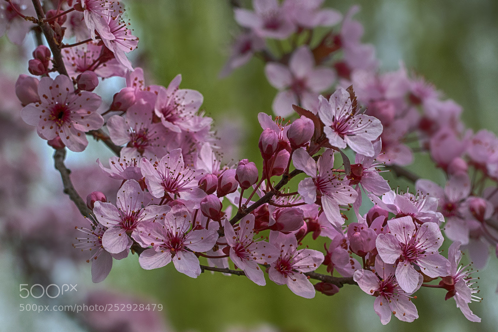 Canon EOS 7D Mark II sample photo. Prunus photography