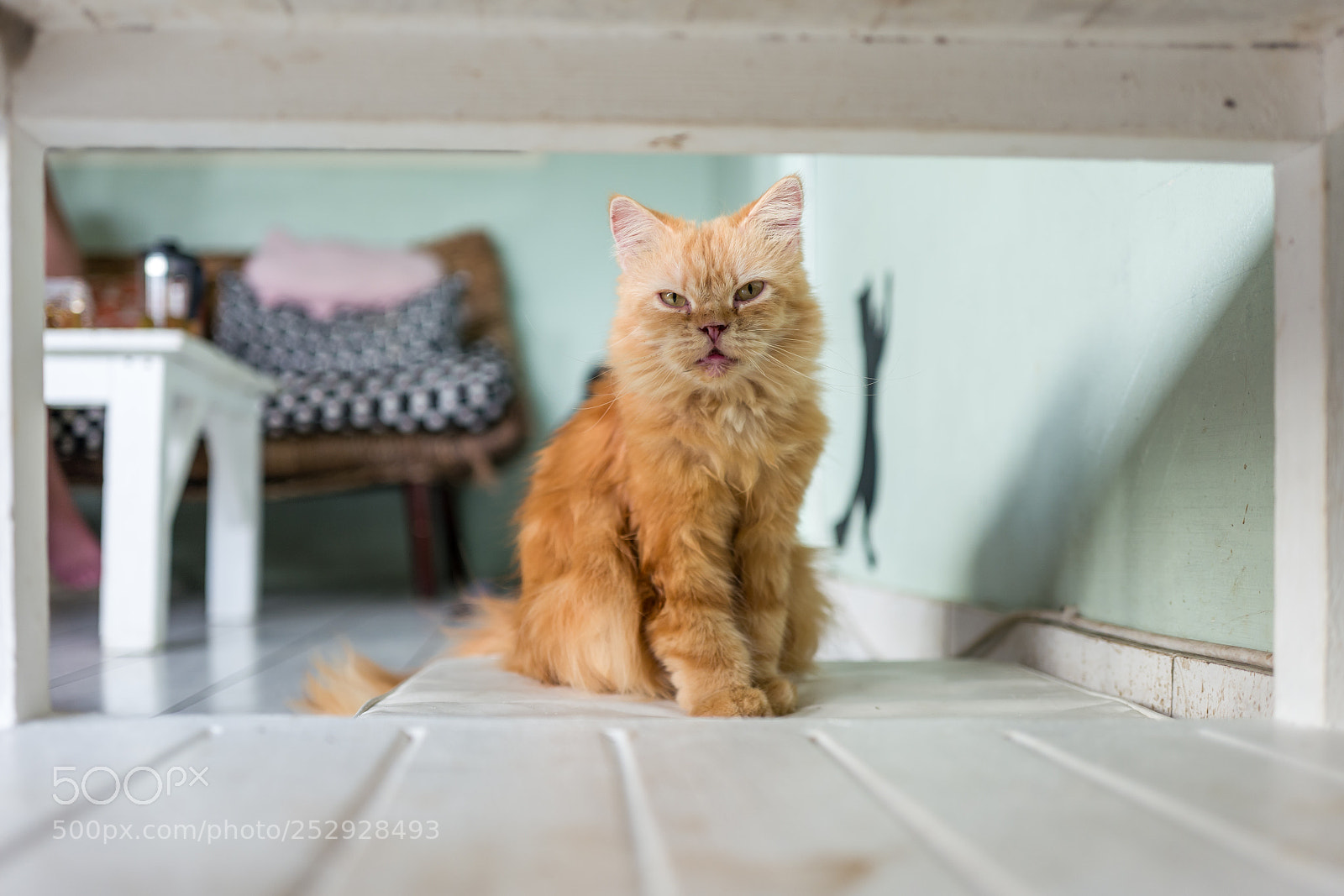 Leica Q (Typ 116) sample photo. Cat in cat cafe photography